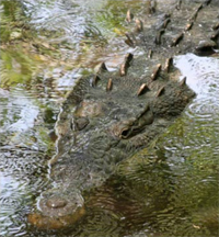 Saving Wildlife Together - Eye Help Animals helps to save the American Crocodile