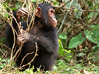 Saving Wildlife Together - Eye Help Animals helps to save the Chimpanzeee