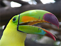 Saving Wildlife Together - Eye Help Animals helps to save the Keel-Billed Toucan